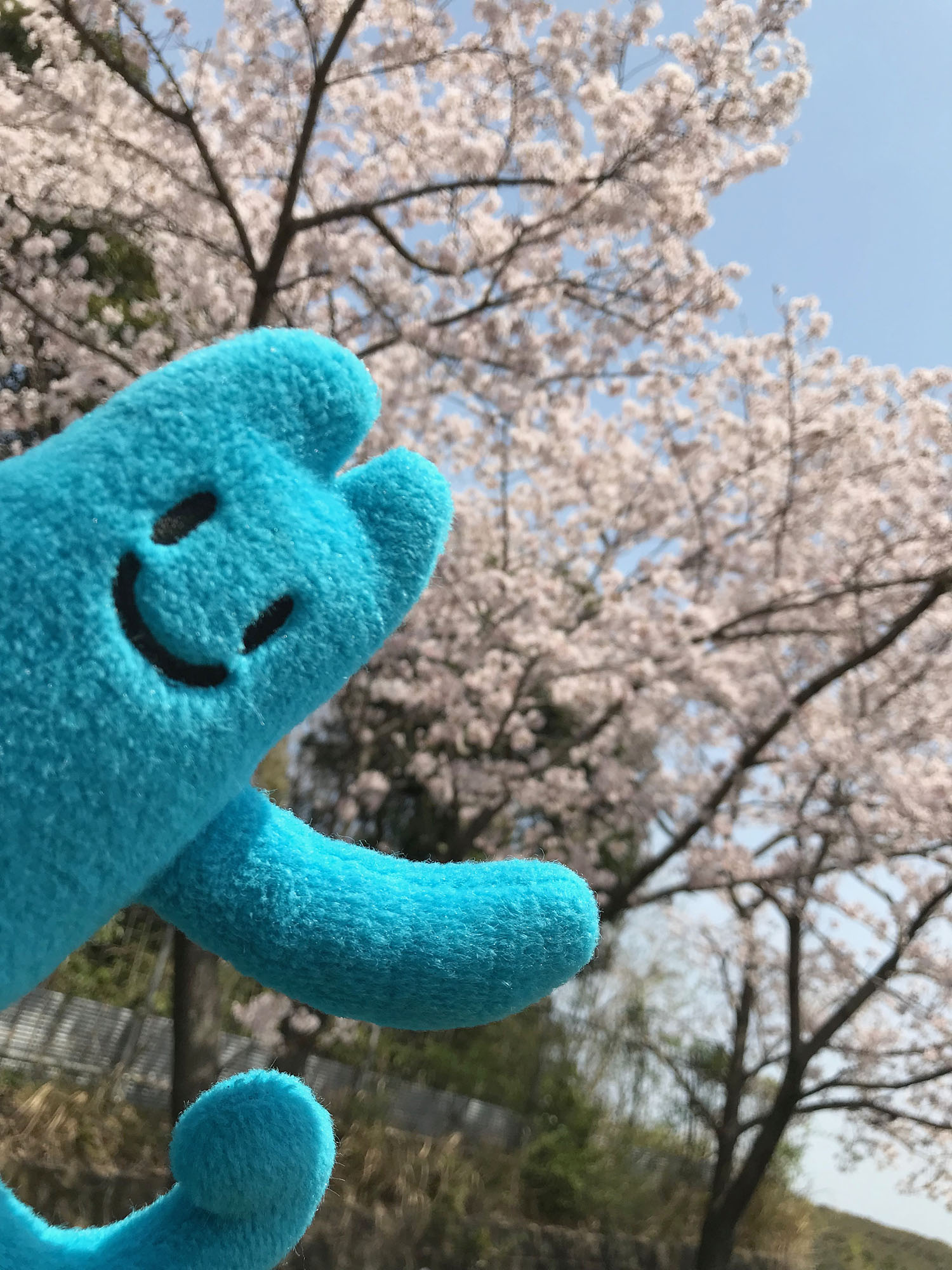 ゴンガリくんと桜